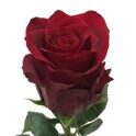 Роза красная "Эксплорер" 60см.